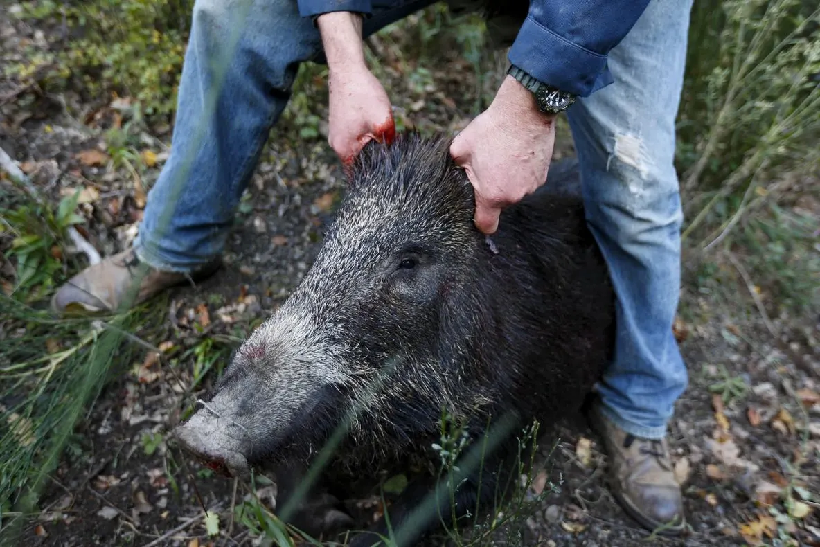 DSVSA Olt infirmă zvonurile privind apariţia pestei porcine în judeţ