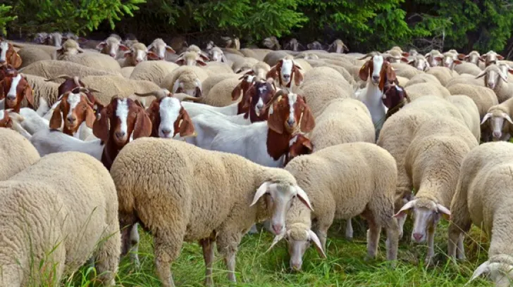 Simulare a veterinarilor olteni: Pestă a micilor rumegătoare la Cezieni
