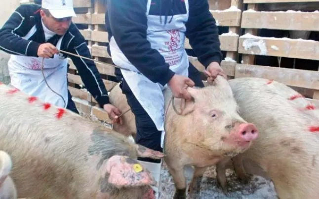 Noi focare de pestă porcină în Olt. Se ucid porcii dintr-o localitate din sudul județului