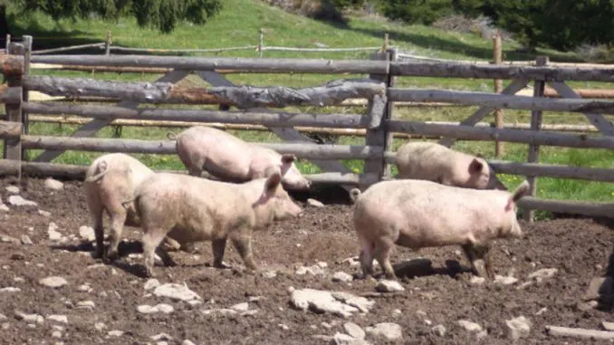 Fermierii din Rusănești care au ascuns porcii bolnavi, amendați și fără despăgubiri