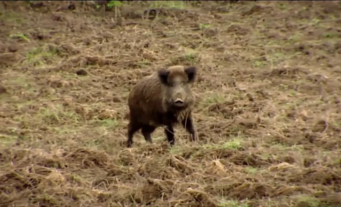 Vânătorii nu împușcă mistreții din zona Dăneasa, în ciuda recomandărilor veterinarilor