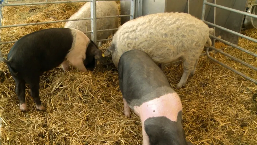 Veterinarii verifică toți porcii din localitățile aflate în apropiere de Osica de Sus