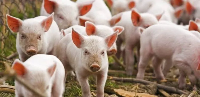 Anchetă în gospodăria asistentei veterinare din Osica de Sus. Trei porci eliminați, doi morți de pestă