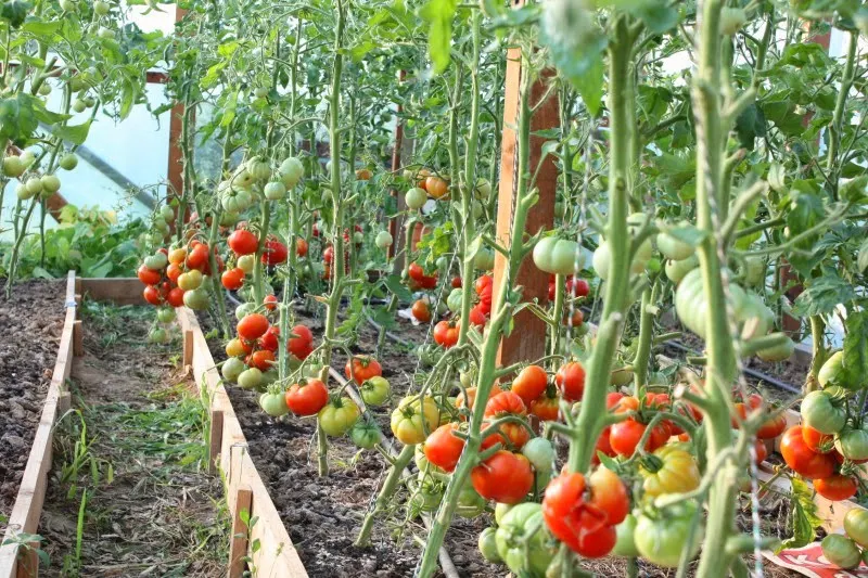 Roșii românești pe masa de Paște, produse de fermieri din Olt. Cât va costa kilogramul