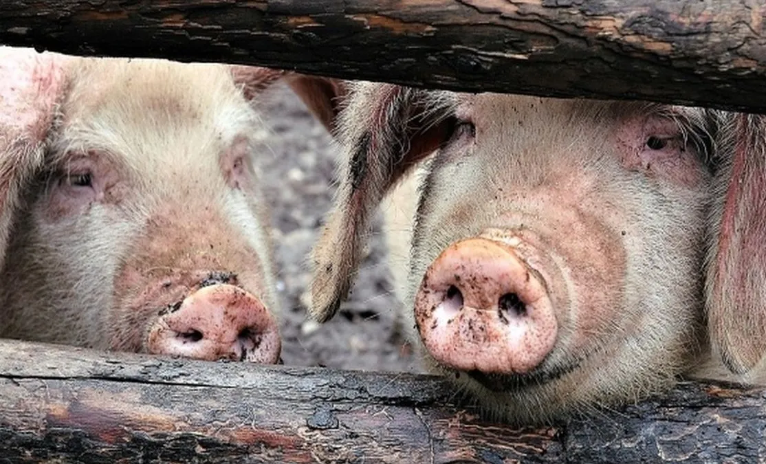Șase focare de pestă la Cilieni. Toți porcii din comună vor fi uciși