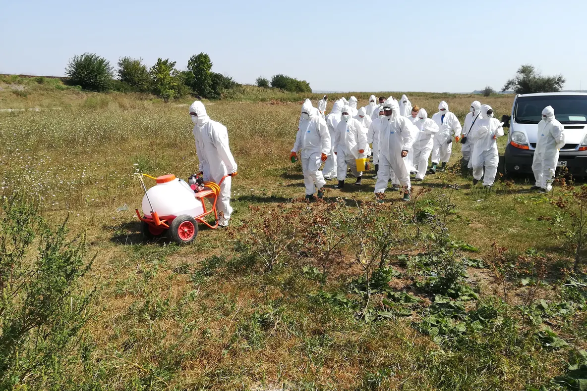 Încă un focar de pestă porcină la granița județului. Alertă în două localități