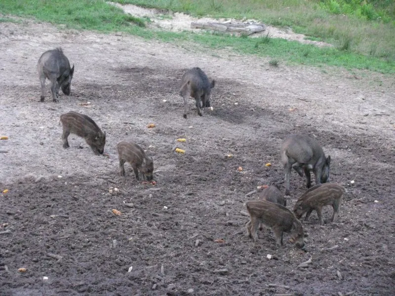 Încă două focare de pestă porcină în Olt. Autoritățile sunt în alertă