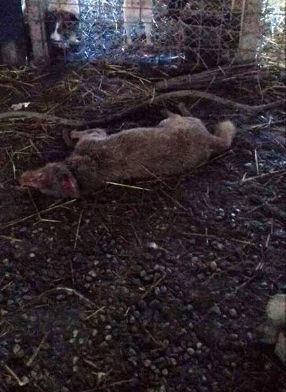 CUTREMURĂTOR. Zeci de câini chinuiţi, ucişi şi arşi, la un adăpost din judeţul Olt