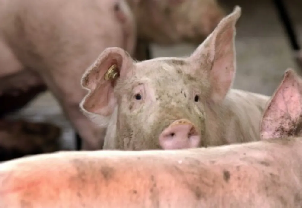 65 de focare de pestă porcină în județul Olt