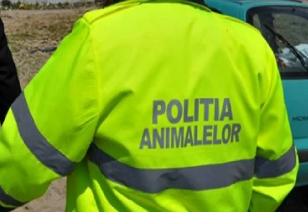 VIDEO. Cal schingiuit de un brăbat din Olt. Agresorul, reţinut pentru 24 de ore