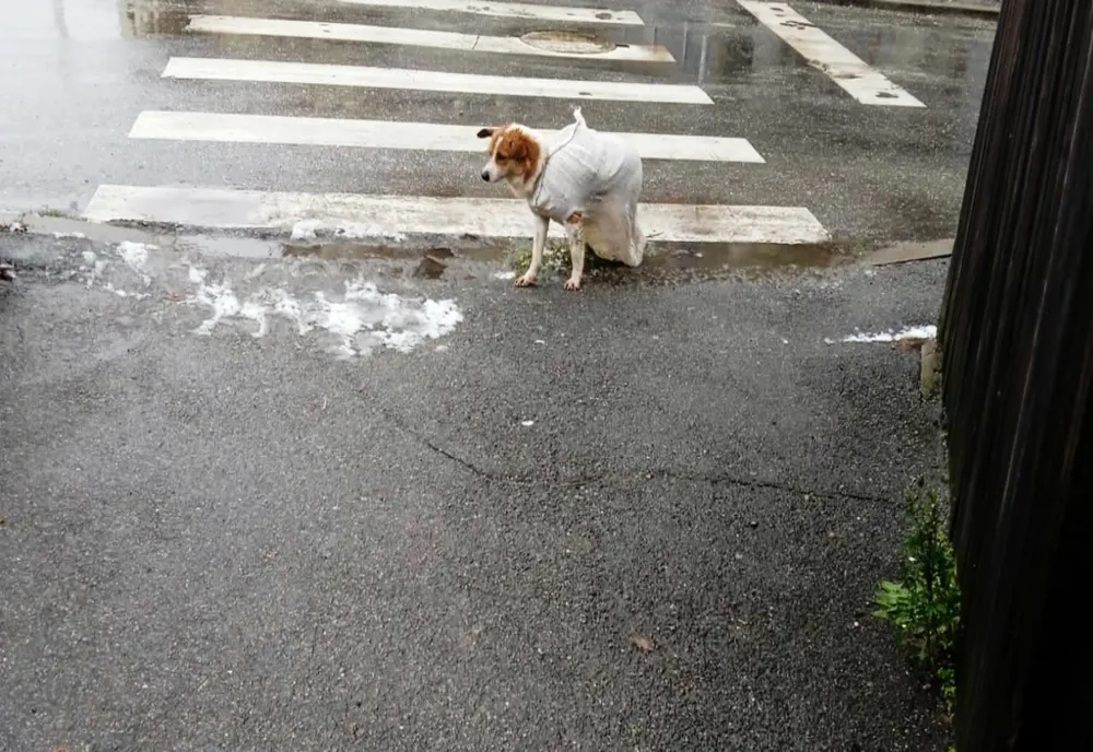 Slatina: Un câine abandonat într-un sac de rafie