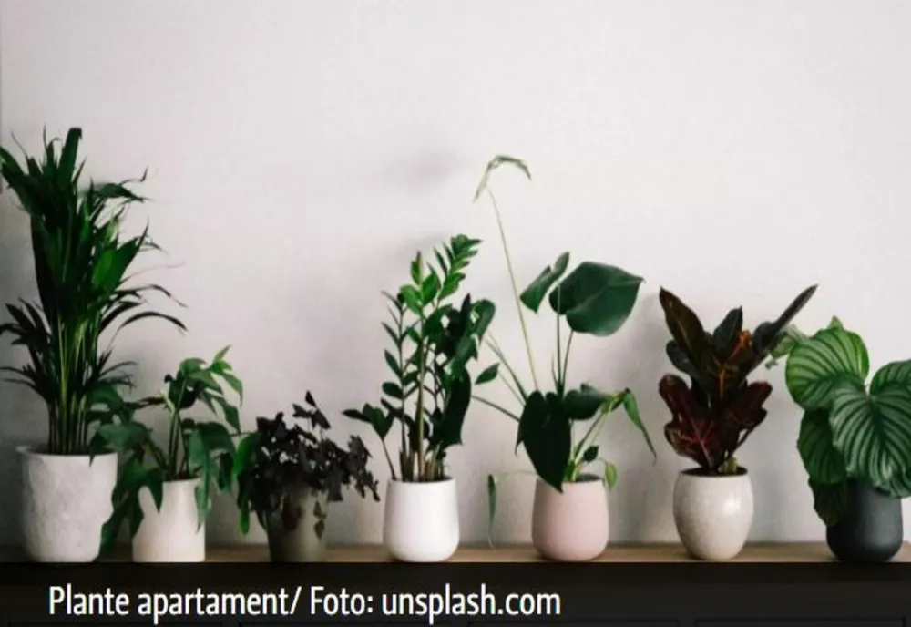 Spune adio umidității și mucegaiului din casă! Top 5 plante care te salvează
