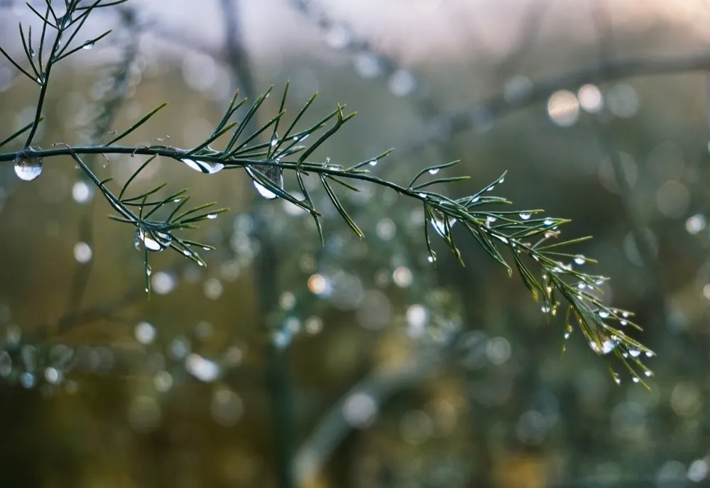 PROGNOZA METEO PENTRU URMĂTOARELE PATRU SĂPTĂMÂNI. TEMPERATURI MAI SCĂZUTE ÎN VESTUL ȚĂRII, ÎN UNELE ZILE