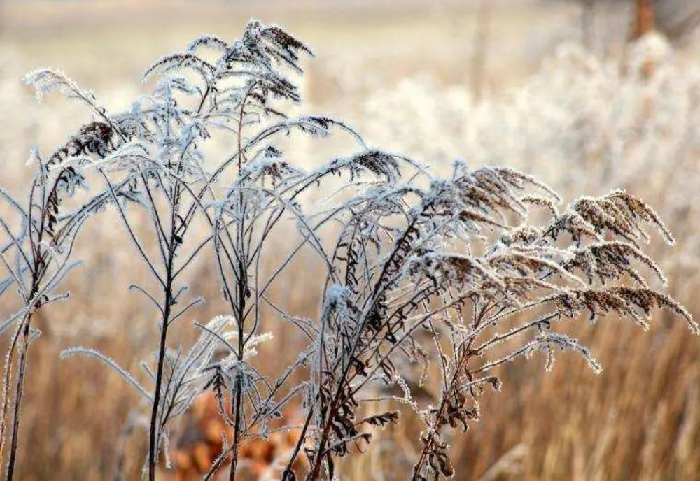 VREMEA 25 NOIEMBRIE. TEMPERATURI APROPIATE DE NORMALUL PERIOADEI