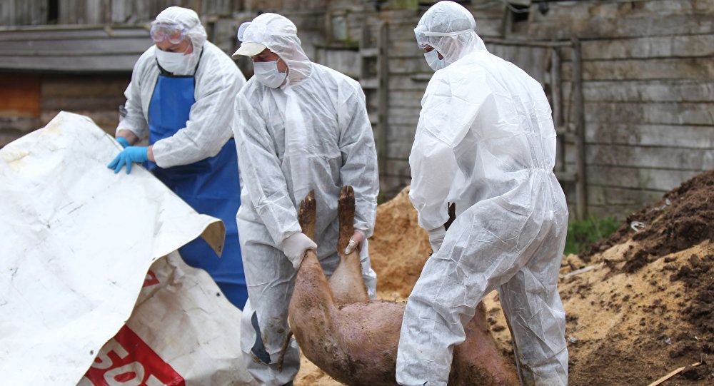 Pesta porcină, confirmată într-o altă comună din sudul județului Olt