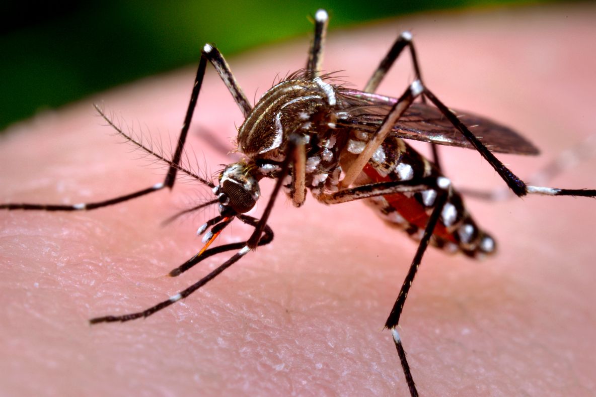 Două persoane din Olt au murit din cauza virusului West Nile
