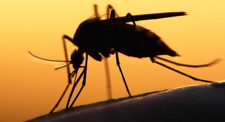 Virsulul West Nile a ucis un bătrân din Vulpeni