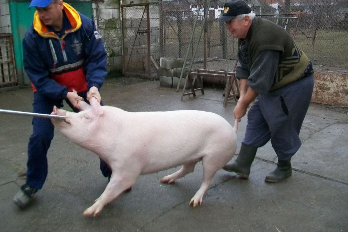 Psihoza tăierii porcilor, în Olt, de teama pestei porcine africane