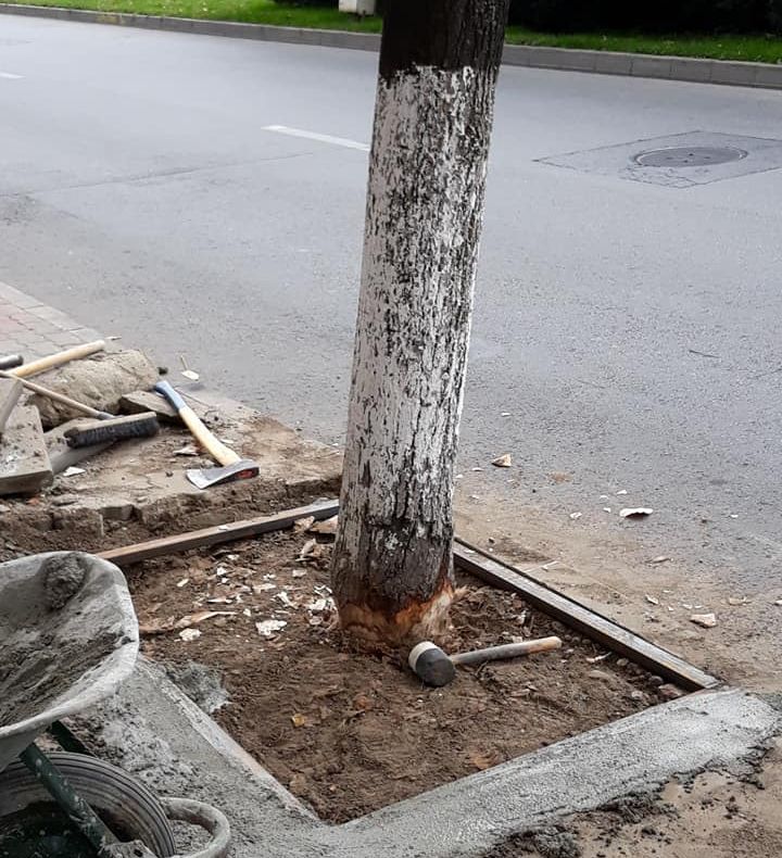 Dorel din Slatina s-a apucat să cioplească pomii de pe un bulevard