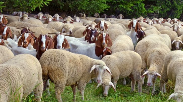 Simulare a veterinarilor olteni: Pestă a micilor rumegătoare la Cezieni