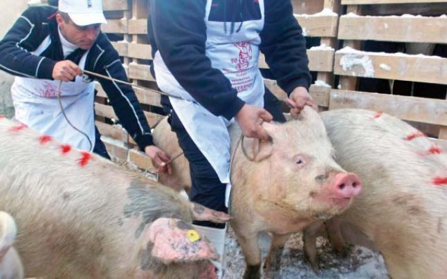 Ce se întâmplă cu focare de pestă porcină de la Rusănești și Cilieni. Anunțul făcut de veterinari