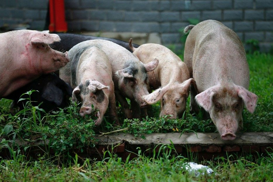 Zeci de porci morţi, găsiţi abandonaţi pe un islaz din judeţul Olt