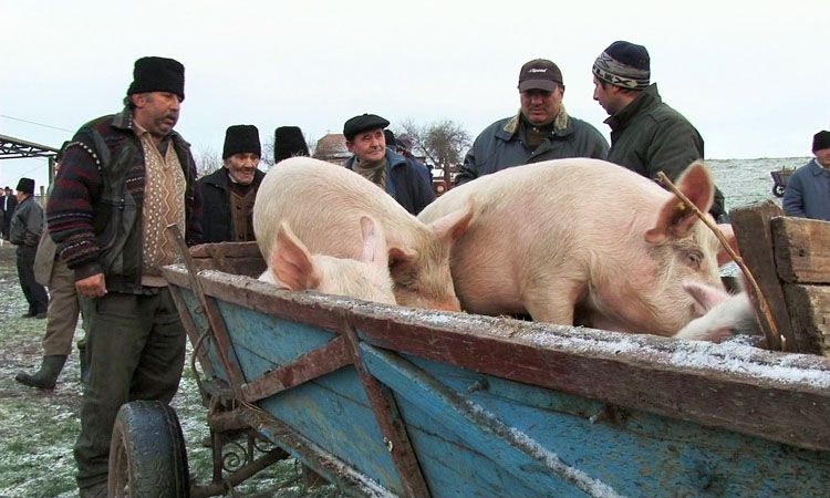 Localnicii din Rusănești, revoltați. Cer măsuri care să limiteze răspândirea pestei din Teleorman