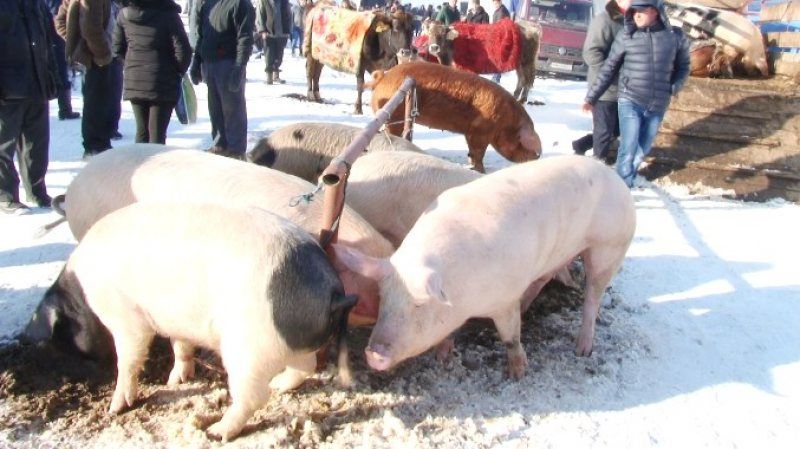 Oltenii din 29 de localități nu vor mai putea să transporte porci vii și carne de porc, după confirmarea pestei porcine la Dăneasa