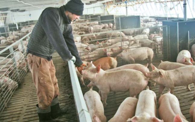 Primele despăgubiri pentru porcii uciși în Olt. 25 de fermierii primesc astăzi banii