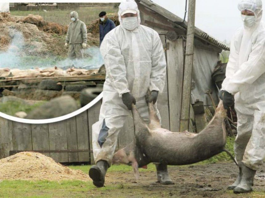 Porcul îngropat într-o gospodărie din Potcoava nu avea pestă