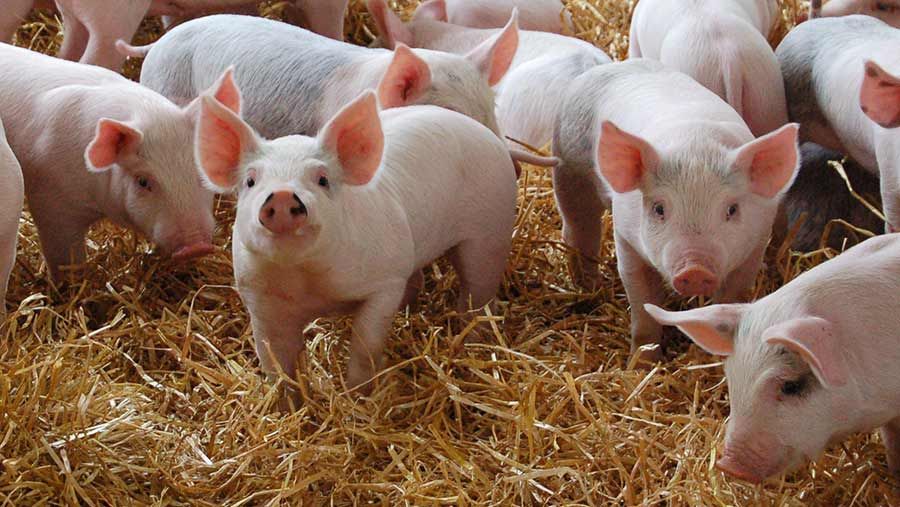 Fără porci, dar cu buzunarele pline. Sătenii din Rusănești își primesc astăzi banii pentru animalele ucise