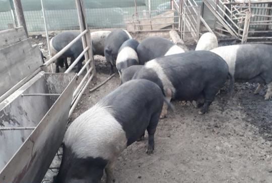 Sancțiune penală pentru cetățeanul din Rusănești care și-a ascuns porcii la stână. Veterinarii au mai găsit un animal cu pestă, îngropat