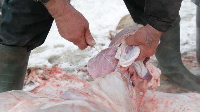 Două cazuri de trichineloză, la Verguleasa și Spineni
