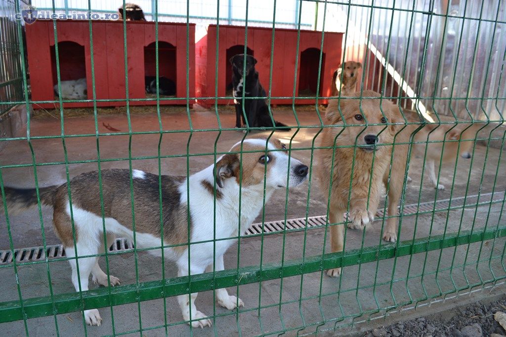 Primăria Caracal vrea să construiască un adăpost pentru câini