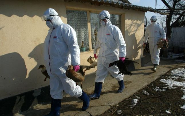 Veterinarii, cu ochii pe fermele de păsări din județ. Localitățile de pe cursul Oltului, monitorizate