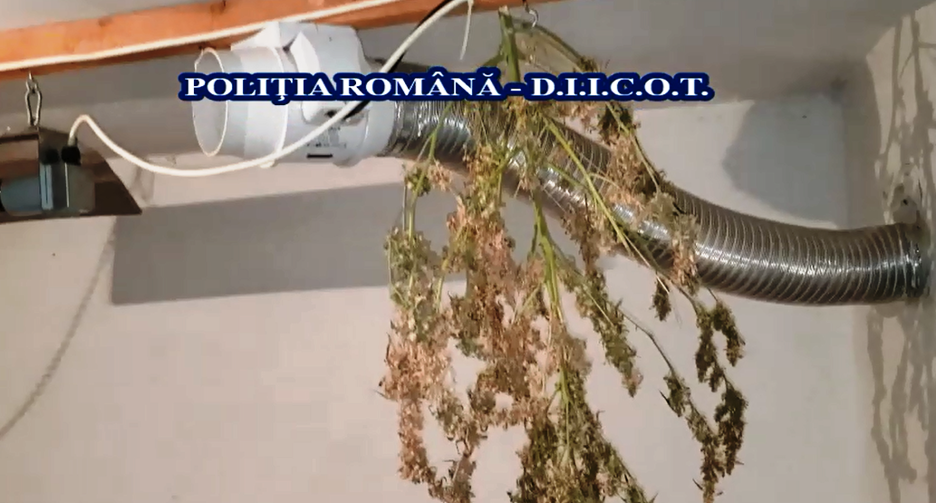 Cannabis crescut „indoor“ de un tânăr din Caracal. Ce măsură au luat procurorii DIICOT şi poliţiştii - VIDEO