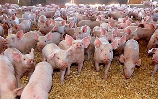 Porcii santinelă din Rusănești, cumpărați și îngrijiți cu sprijinul autorităților locale. Oamenii nu aveau bani să cumpere alte animale