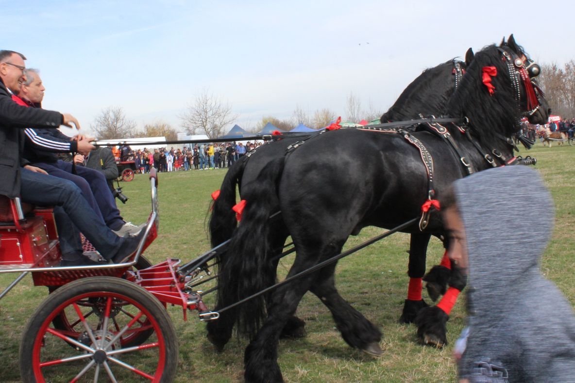 Prezent la sărbătoarea unei comune din Olt, Paul Stănescu a dat o tură cu caleaşca - FOTO