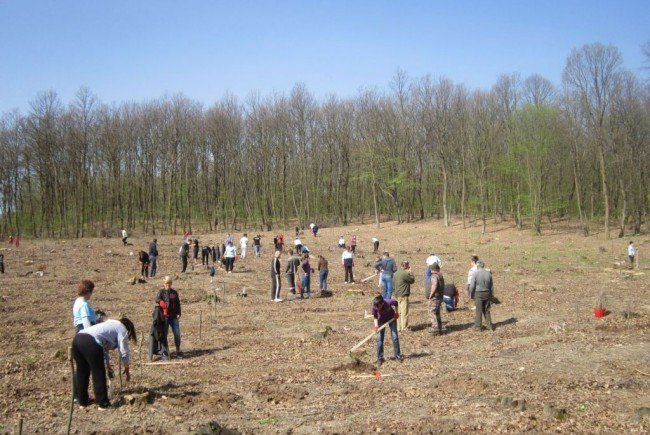 Zeci de mii de copaci, plantați în Olt luna aceasta. În ce zonă vor fi cele mai mari suprafețe împădurite