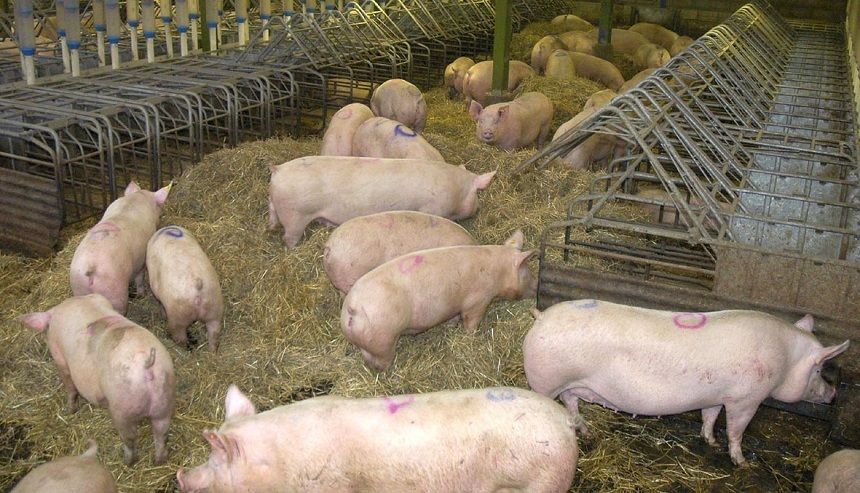 Rusănești: Se fac liste pentru achiziționarea de porci, după eradicarea pestei