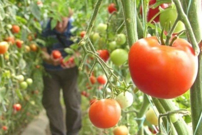 „Programul tomata”, start cu motoarele turate în Olt. Câți legumicultori s-au înscris deja