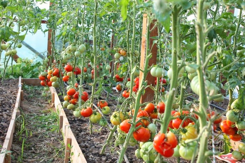 Roșii românești pe masa de Paște, produse de fermieri din Olt. Cât va costa kilogramul