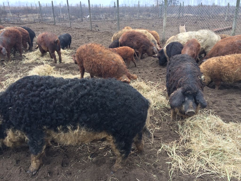 Speriați de pestă, mii de olteni au renunțat să mai crească porci în gospodării în ultimul an- Statistica veterinarilor