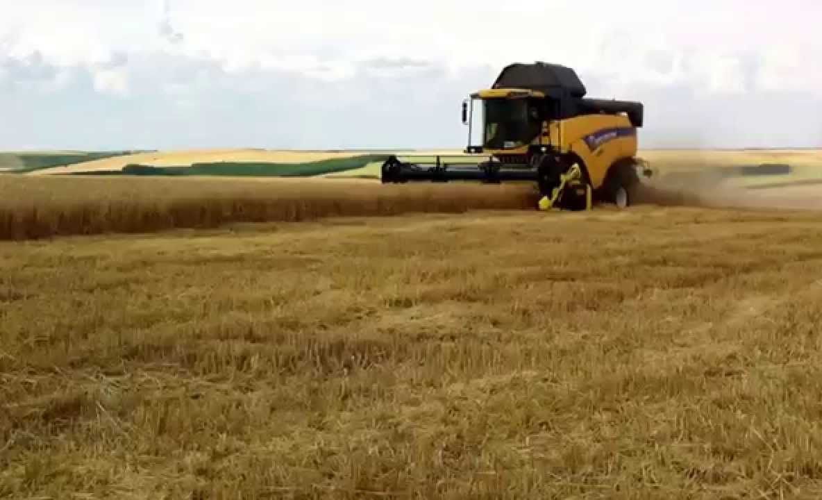 A început recoltatul la orz și rapiță. Producții peste așteptări în sudul județului