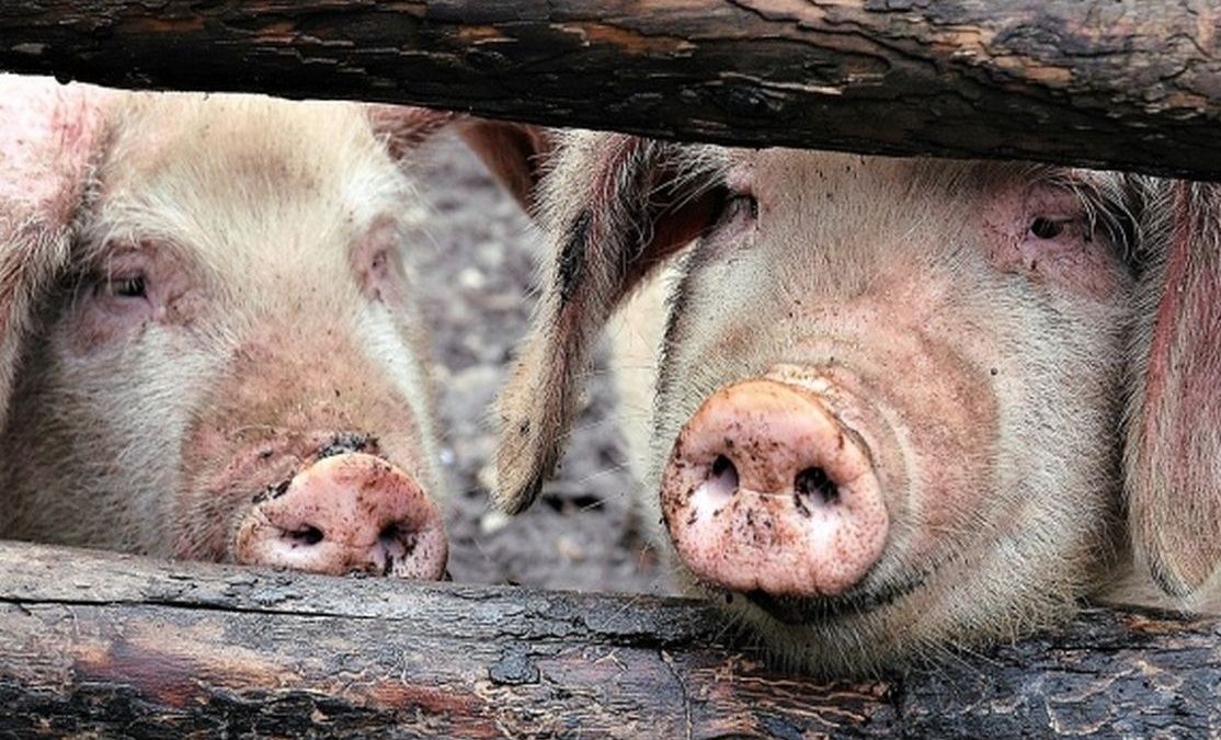 Șase focare de pestă la Cilieni. Toți porcii din comună vor fi uciși
