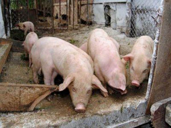 Încă 10 suspiciuni de pestă porcină africană în Olt