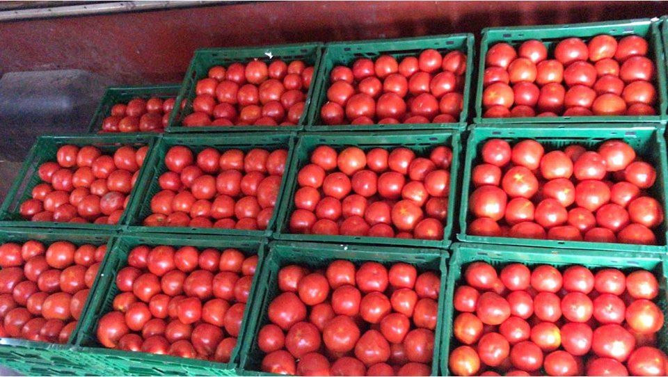 Legumicultorii din cooperativele Pleșoiu și Grădinari au dat lovitura! Livrează tomate și ardei către un mare lanț de supermarketuri