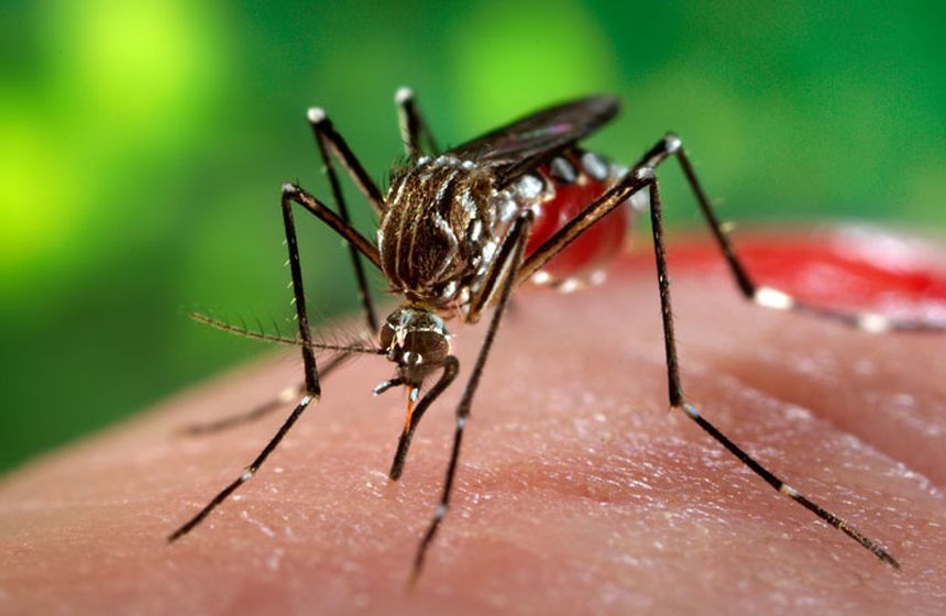 Doi bărbați din Olt, infectați cu virusul West Nile