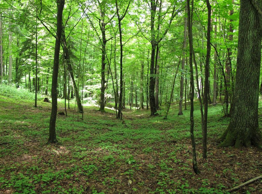 Mai multă pădure în Olt. Sudul câștigă cele mai mari suprafețe