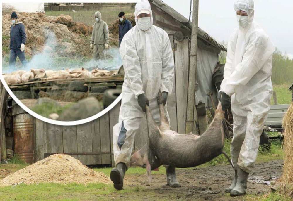 Pesta face ravagii în Olt, înainte de Crăciun. Peste 60 de focare active